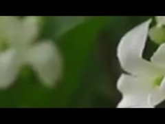 สาขาเดียวของ 