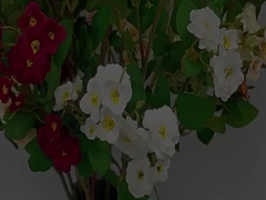 ดอกกุหลาบแบบจําลอง ดอกกุหลาบข้ามเขต หลายหัว ดอกกุหลาบแบบจําลอง ดอกไม้ประดิษฐ์ ดอกไม้ประดิษฐ์ แต่งงานแต่ง