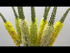 การตกแต่งหางหางหางหญ้า การจําลองดอกไม้ บ้าน ห้องนั่งเล่น ดอกหางม้า ดอกไม้บิน หญ้าหางหญ้า