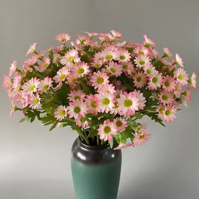 ซื้อ ดอกมาร์กอเรตต์ ดอกไดซี่ ดอกพุ่มไหม ดอกไดซี่เทียม ดอกไดซี่วาเลนไทน์ ดอกไม้ตกแต่งงานแต่ง มะเขือเทศ การผลิตออนไลน์