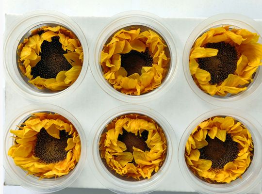 ราคาดี ดอกแดดนิรันดร์ ดอกแดดนิรันดร์ กล่องของขวัญกล่องกล่องกล่องกล่องกล่องกล่องกล่องกล่องกล่องกล่องกล่อง ออนไลน์